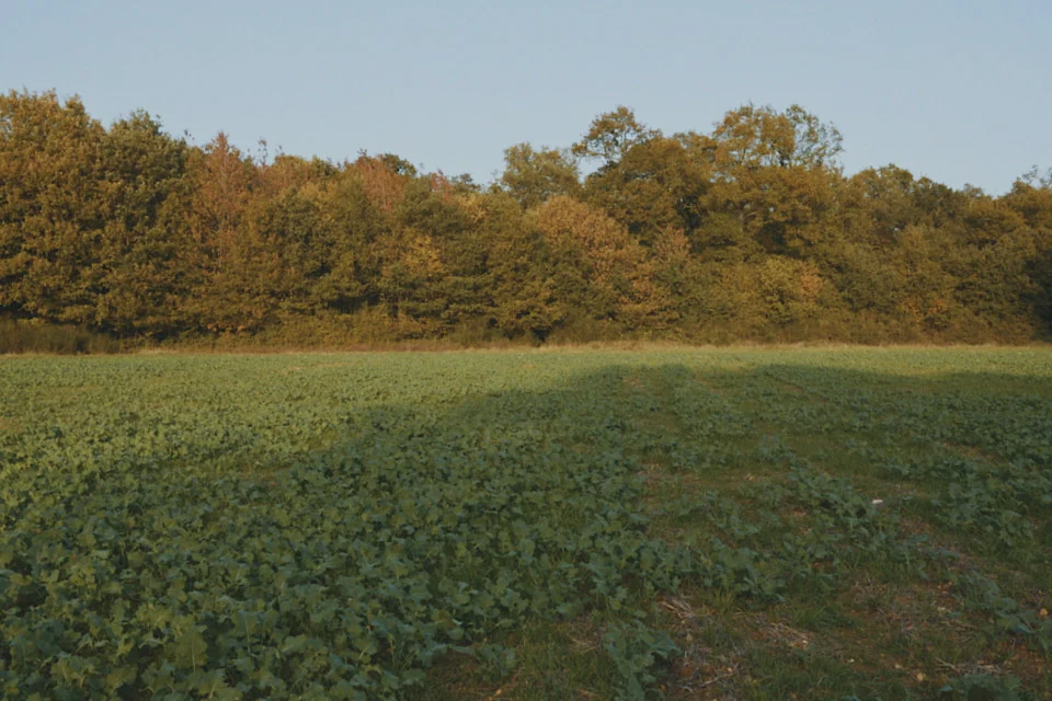 Field, with Soft Portrait