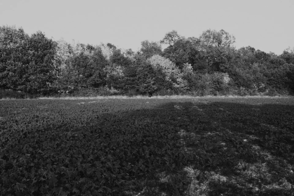 Field, with Classic B&W
