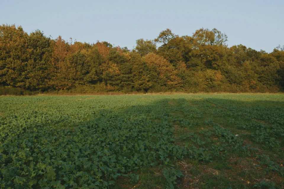 Field, with Warm Film