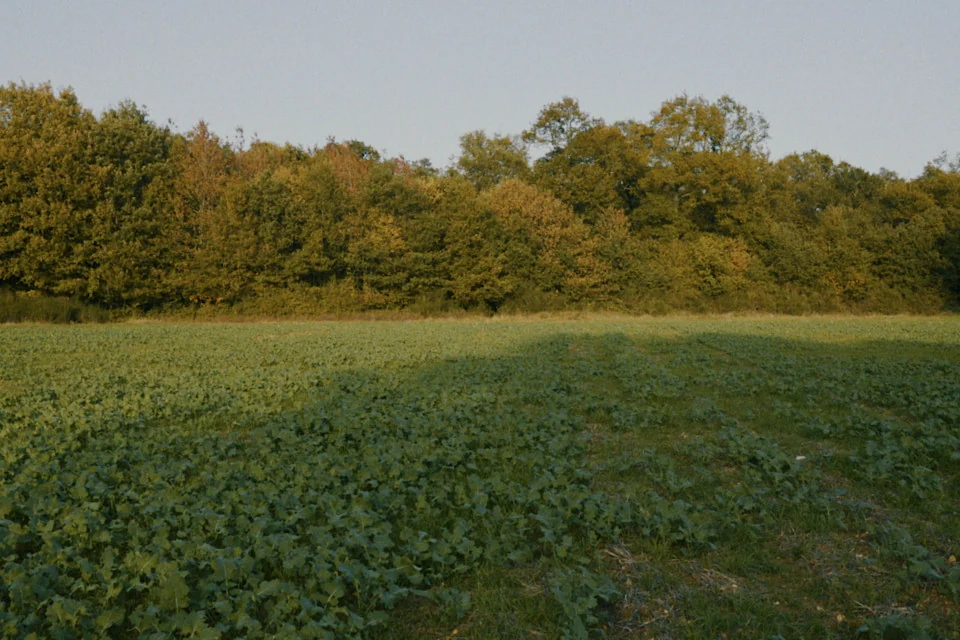 Field, with Night Film