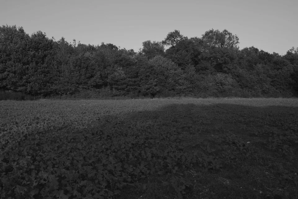 Field, with Soft B&W