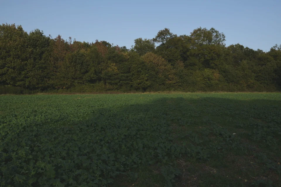 Field, with Faded Print