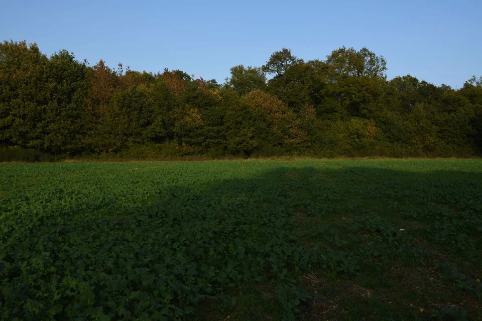Field, with Natural Finish